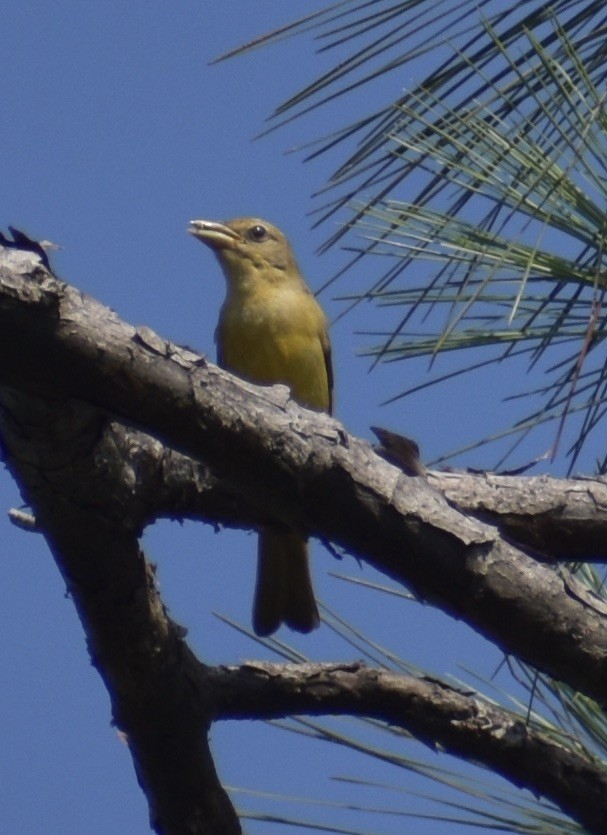 Summer Tanager - Mary Petrie