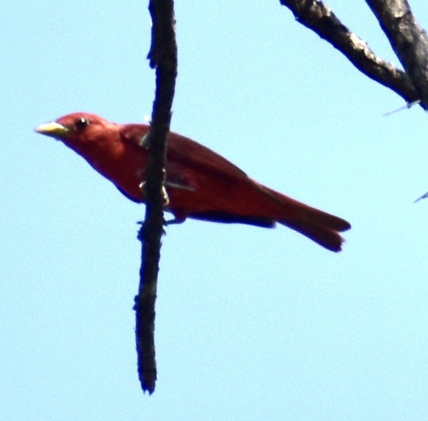 Summer Tanager - Mary Petrie