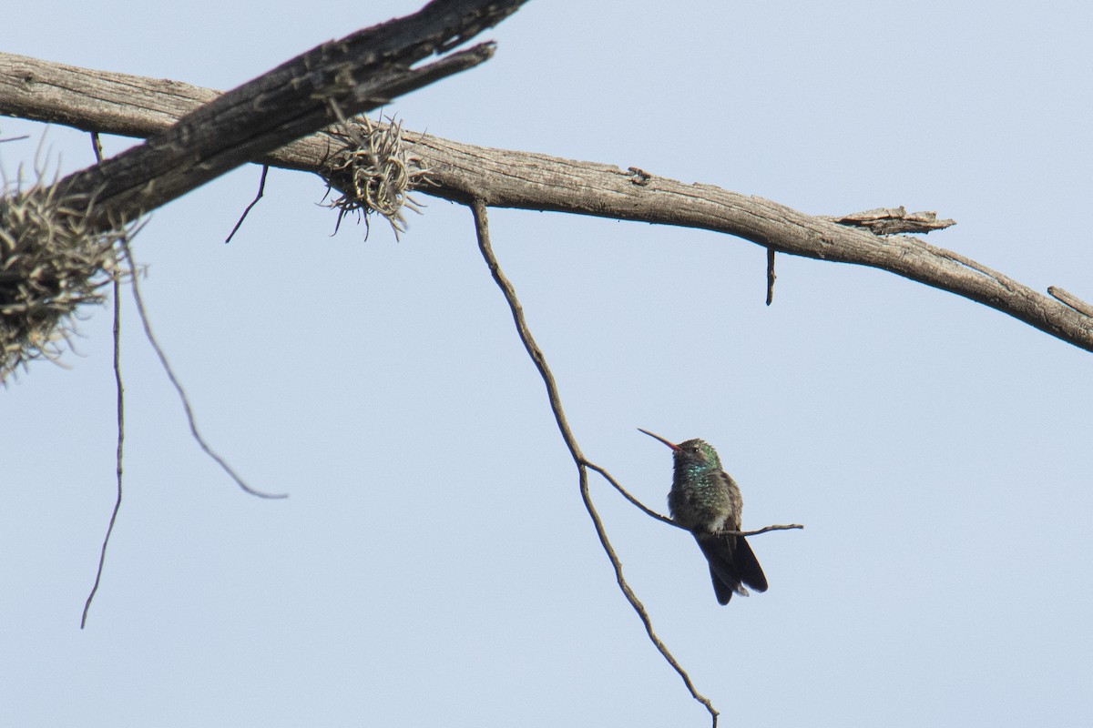 Broad-billed Hummingbird - Oscar Amaro
