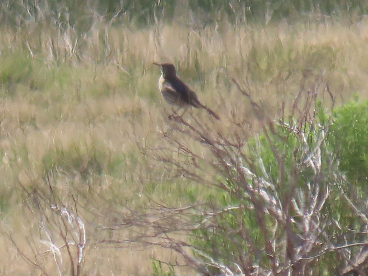 Sage Thrasher - Katherine Holland