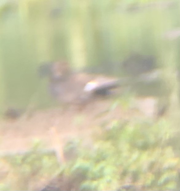 Gadwall - ML352675931