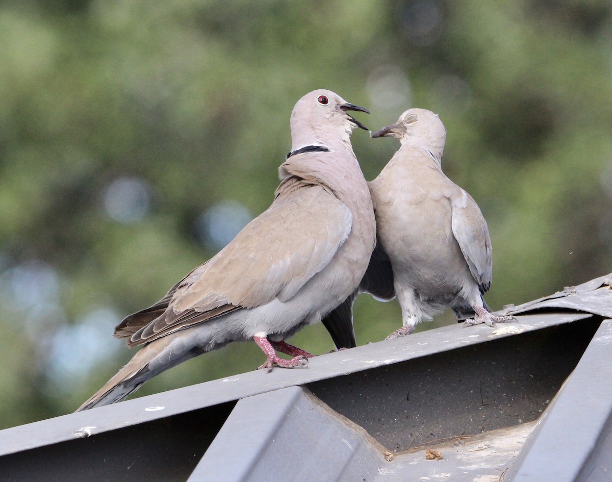 Eurasian Collared-Dove - ML352678161