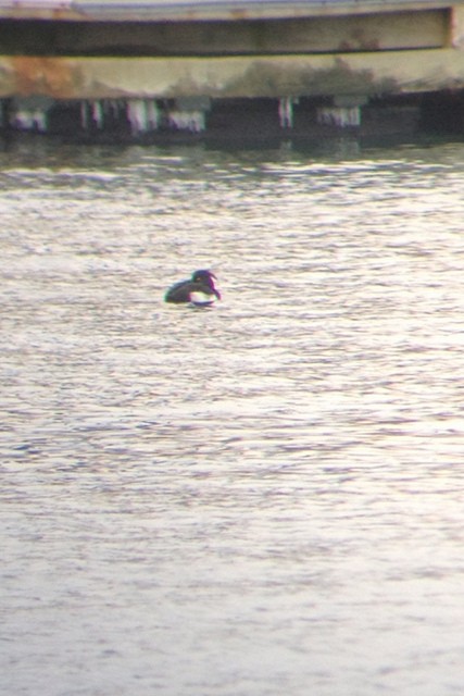 Tufted Duck - ML35267821