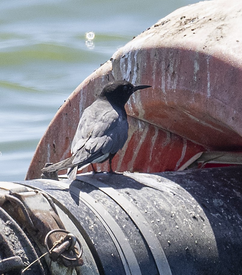 Black Tern - ML352679501