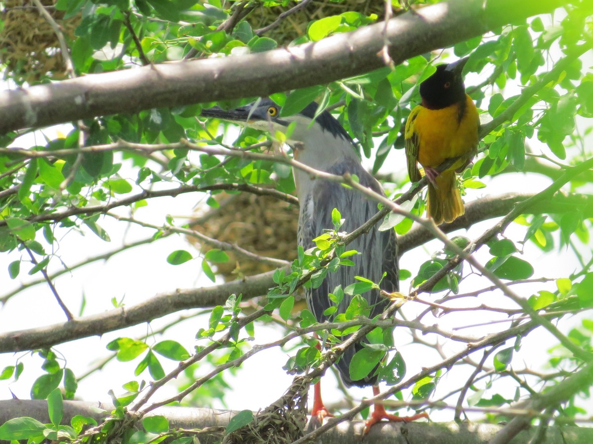 Striated Heron - Scarlet  Cordero Seijas