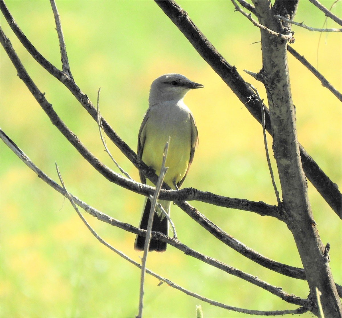 Western Kingbird - ML352680081