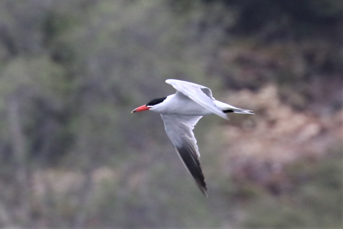 Caspian Tern - ML352685081