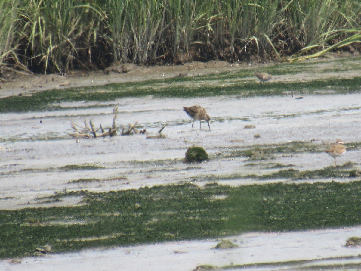 Short-billed Dowitcher - ML352686921