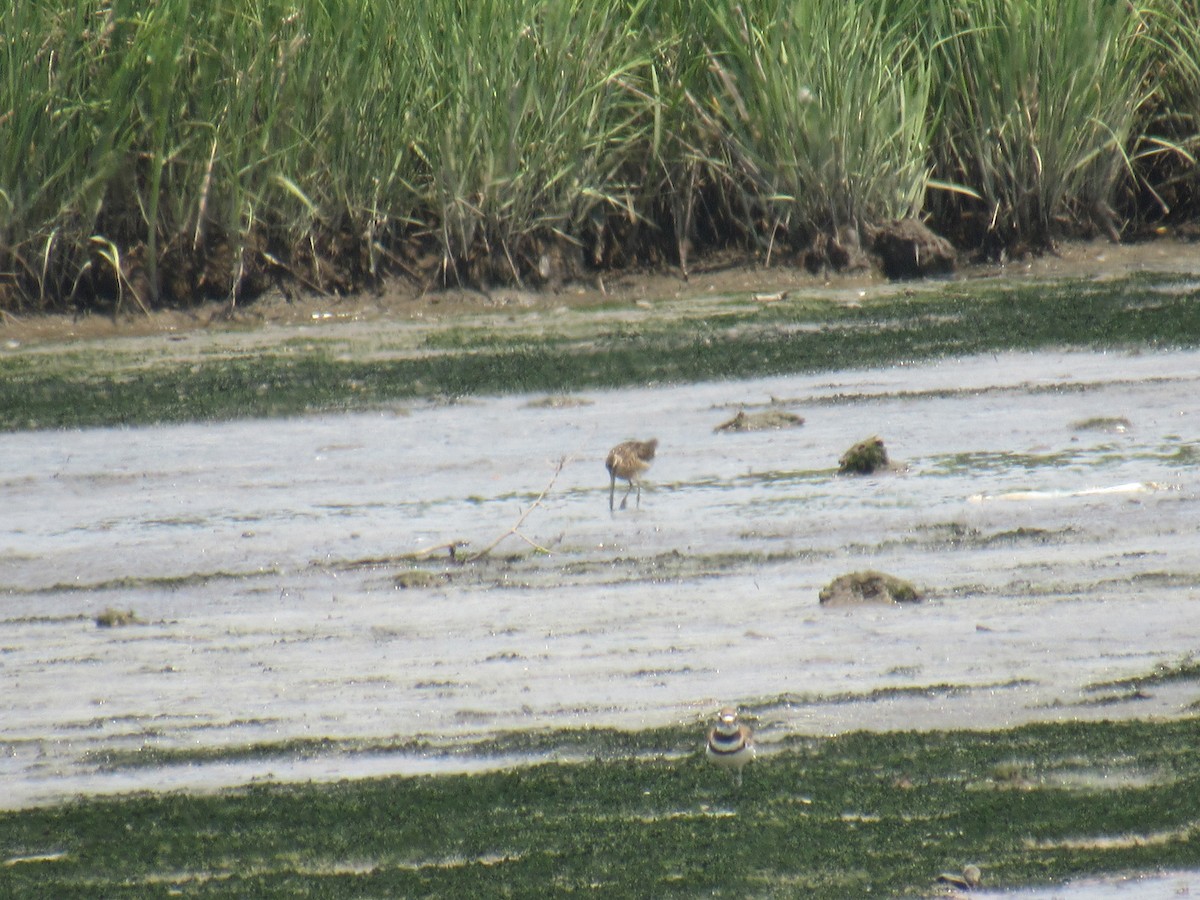 Short-billed Dowitcher - ML352686981