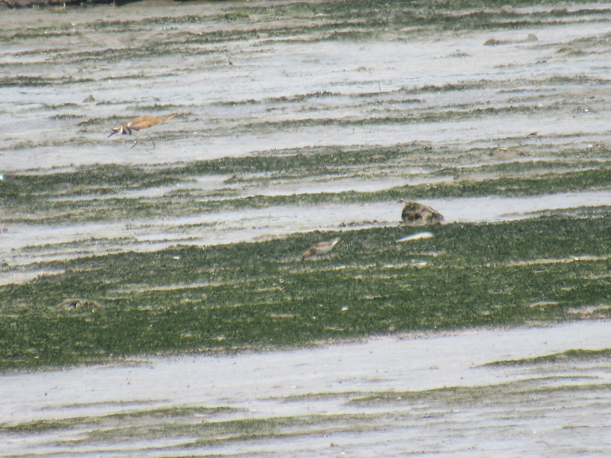 Least Sandpiper - ML352687041