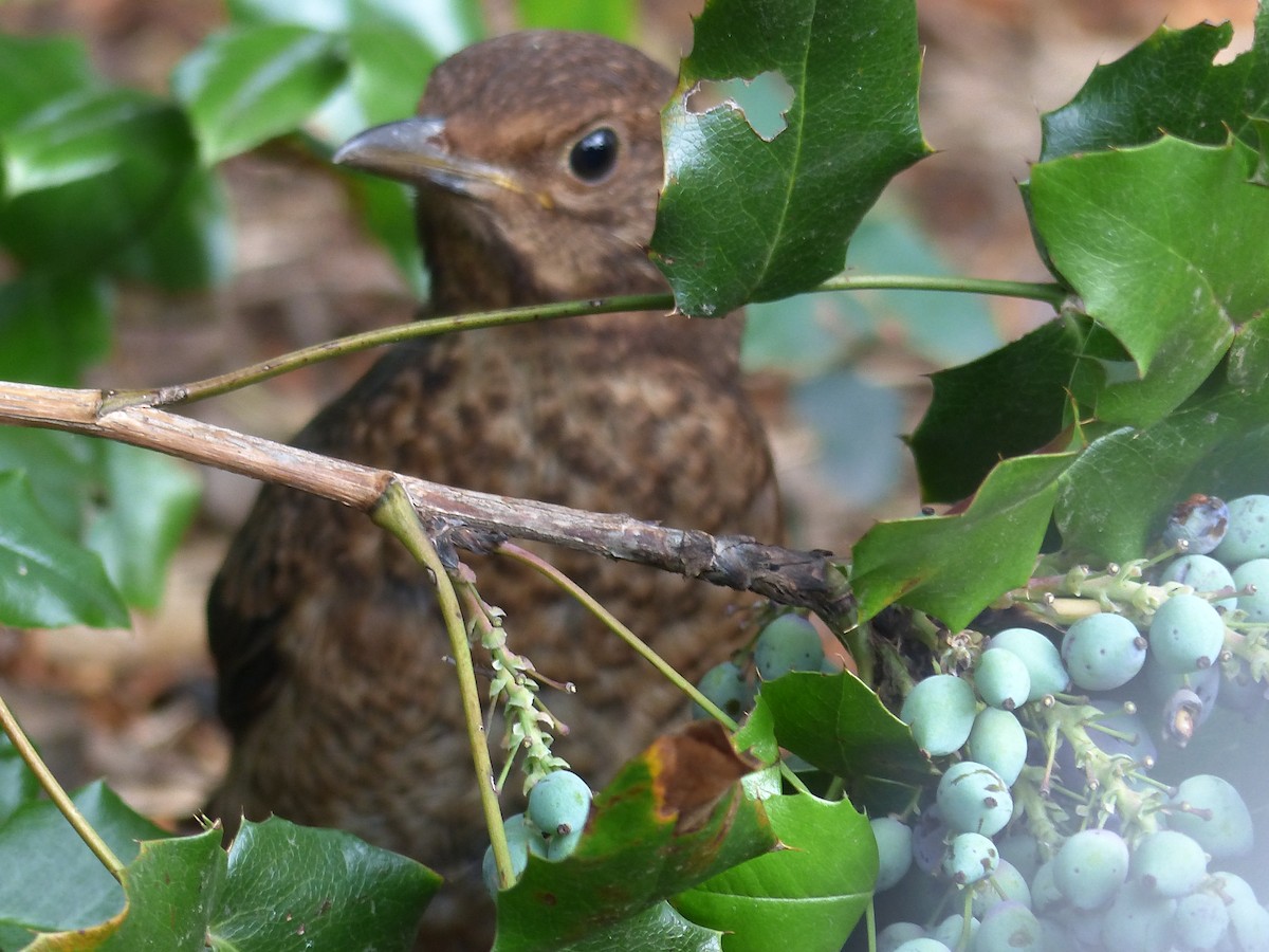 Eurasian Blackbird - ML352687251