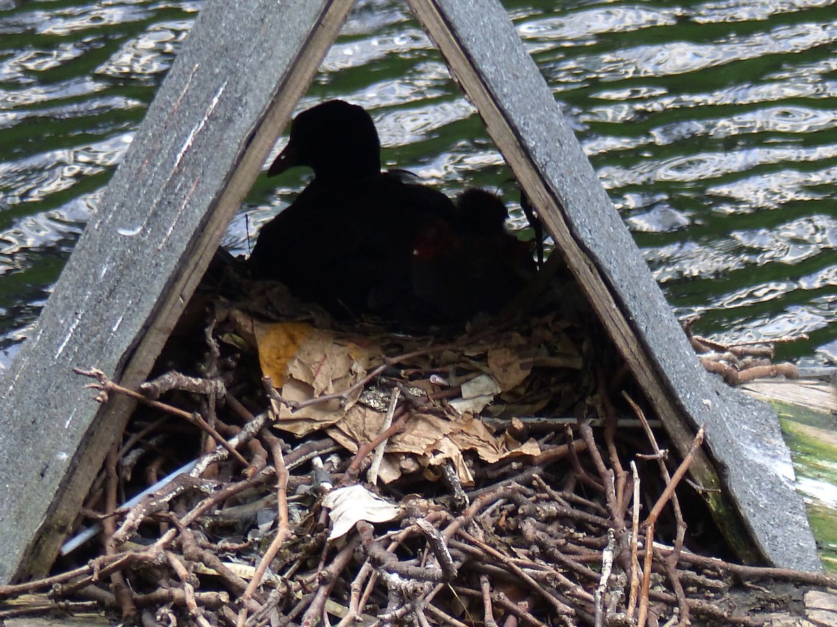 Eurasian Coot - ML352687321