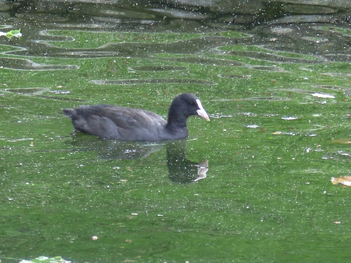 Eurasian Coot - ML352687361
