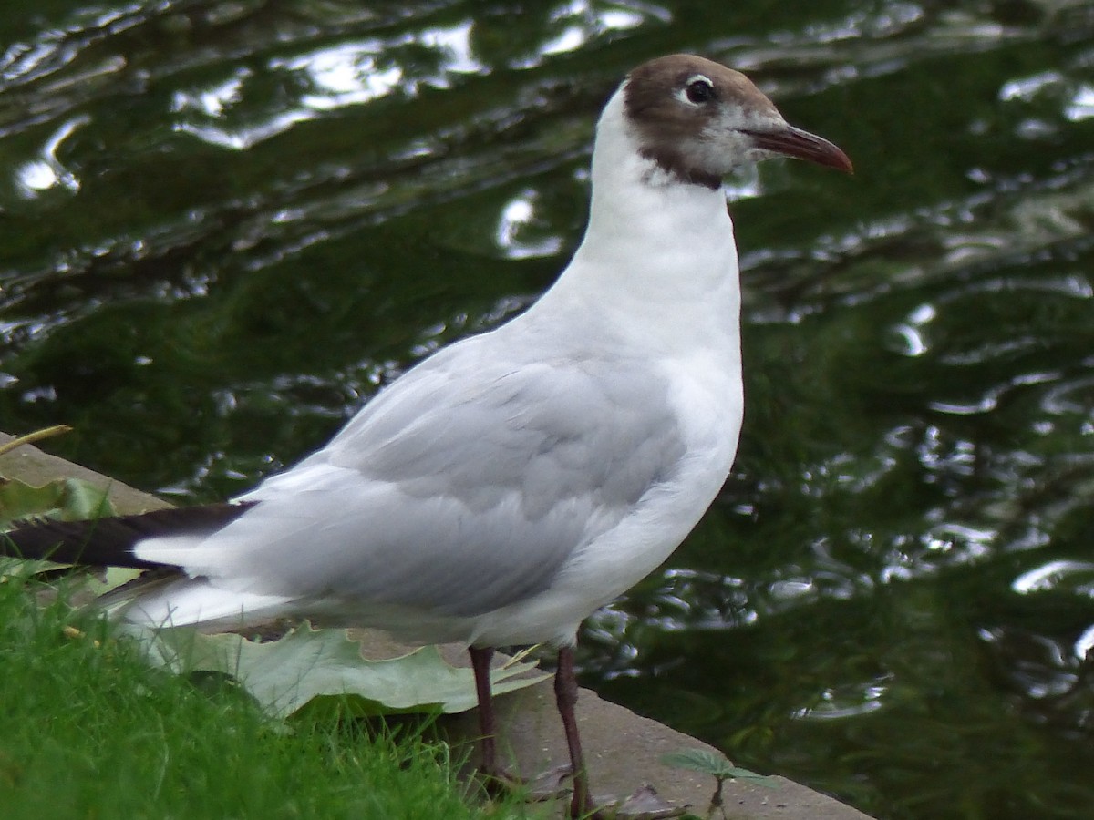 Black-headed Gull - ML352687461