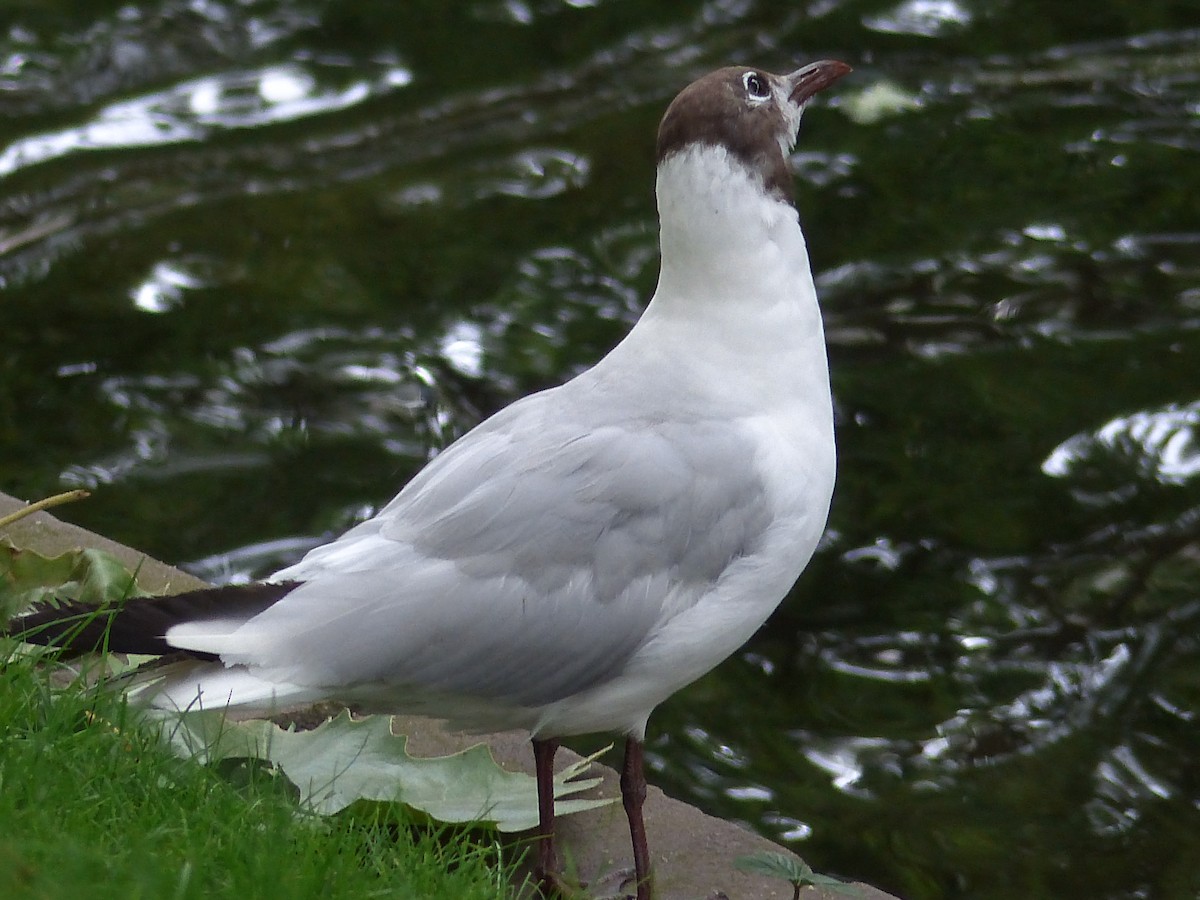 Black-headed Gull - ML352687491