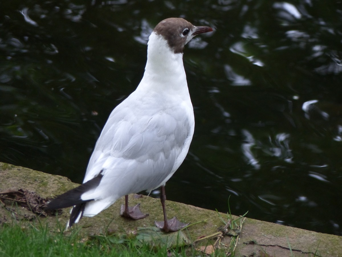 Black-headed Gull - ML352687601