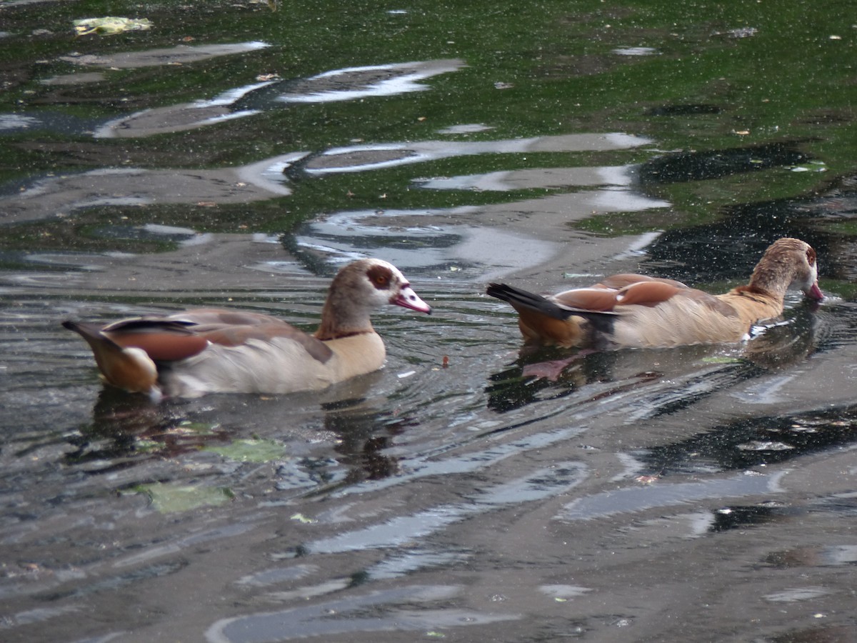 Egyptian Goose - ML352687641