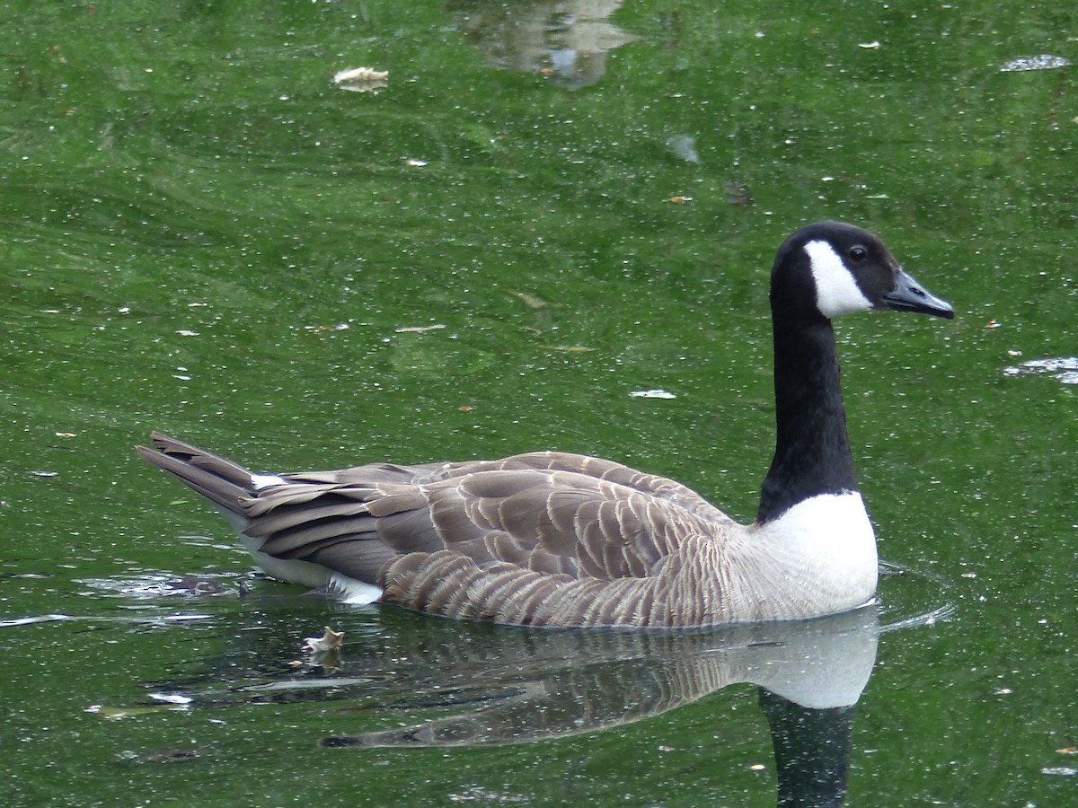 Canada Goose - ML352687691