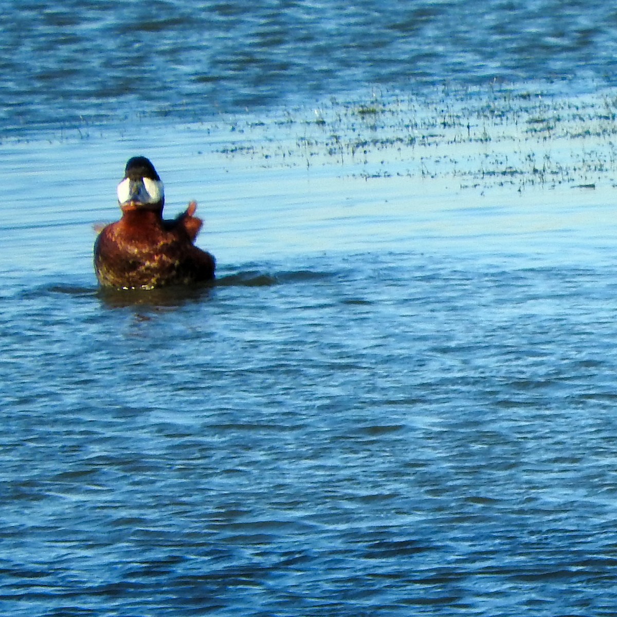 Ruddy Duck - ML35268991