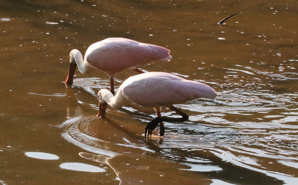 Roseate Spoonbill - ML352690851