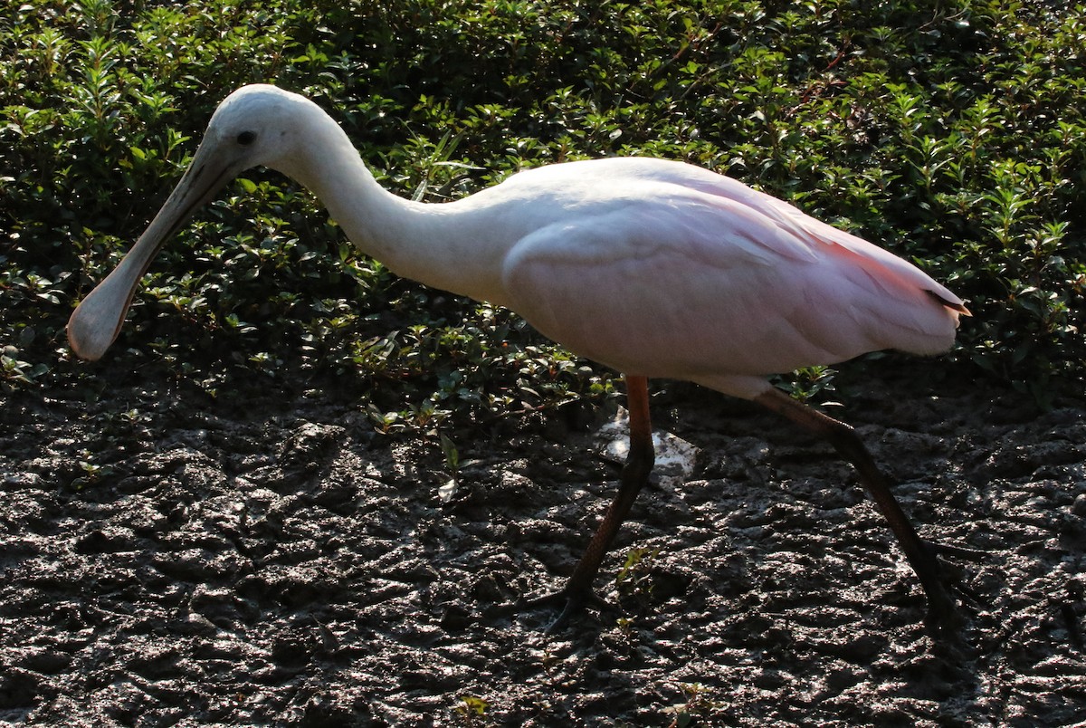 Roseate Spoonbill - ML352690871