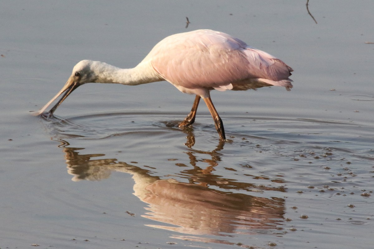 Roseate Spoonbill - ML352690881
