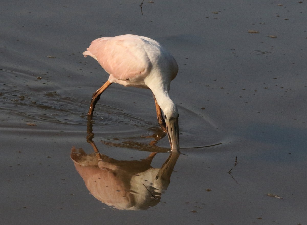 Roseate Spoonbill - ML352690911