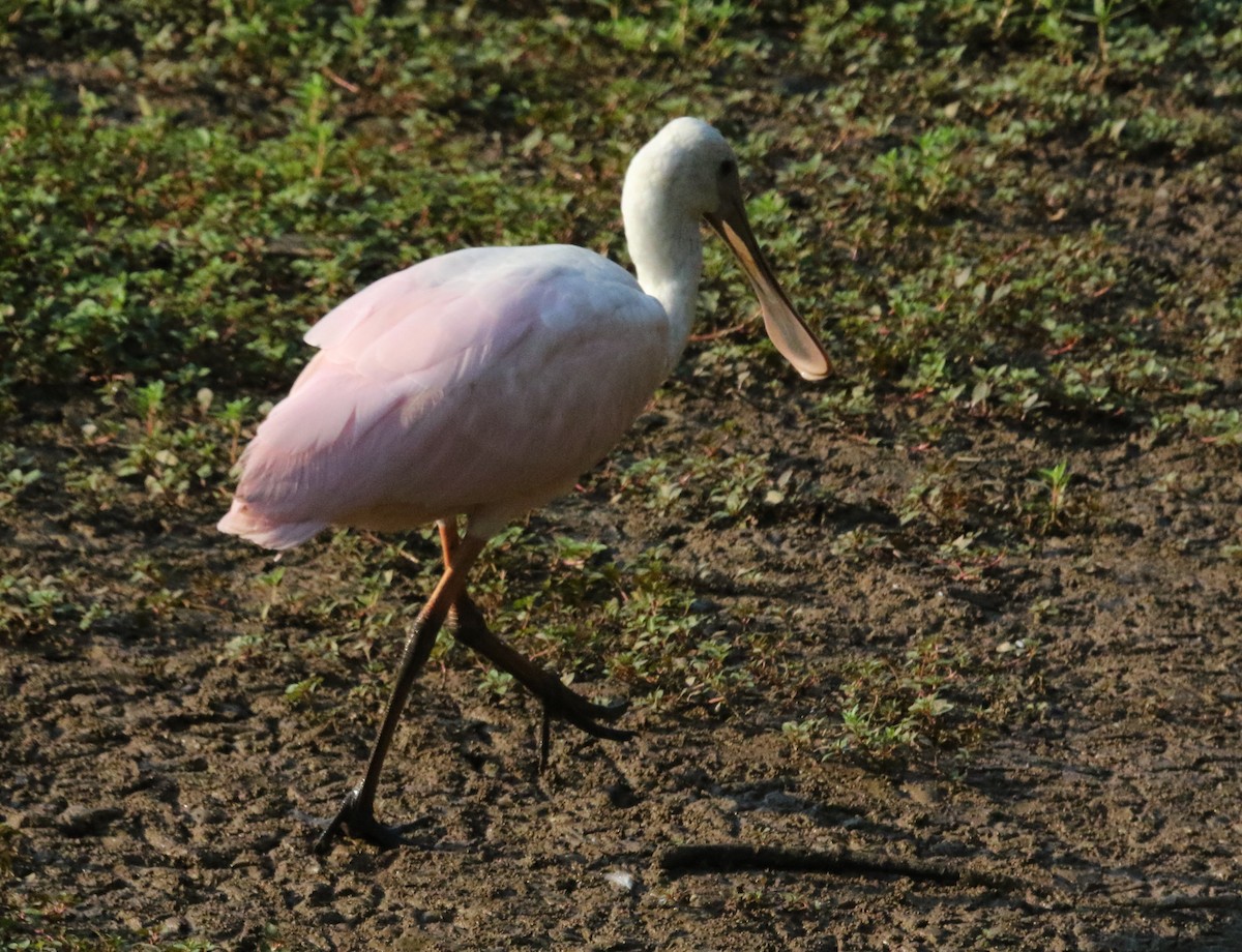 Roseate Spoonbill - ML352690921