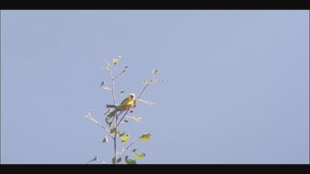 American Goldfinch - ML352691261