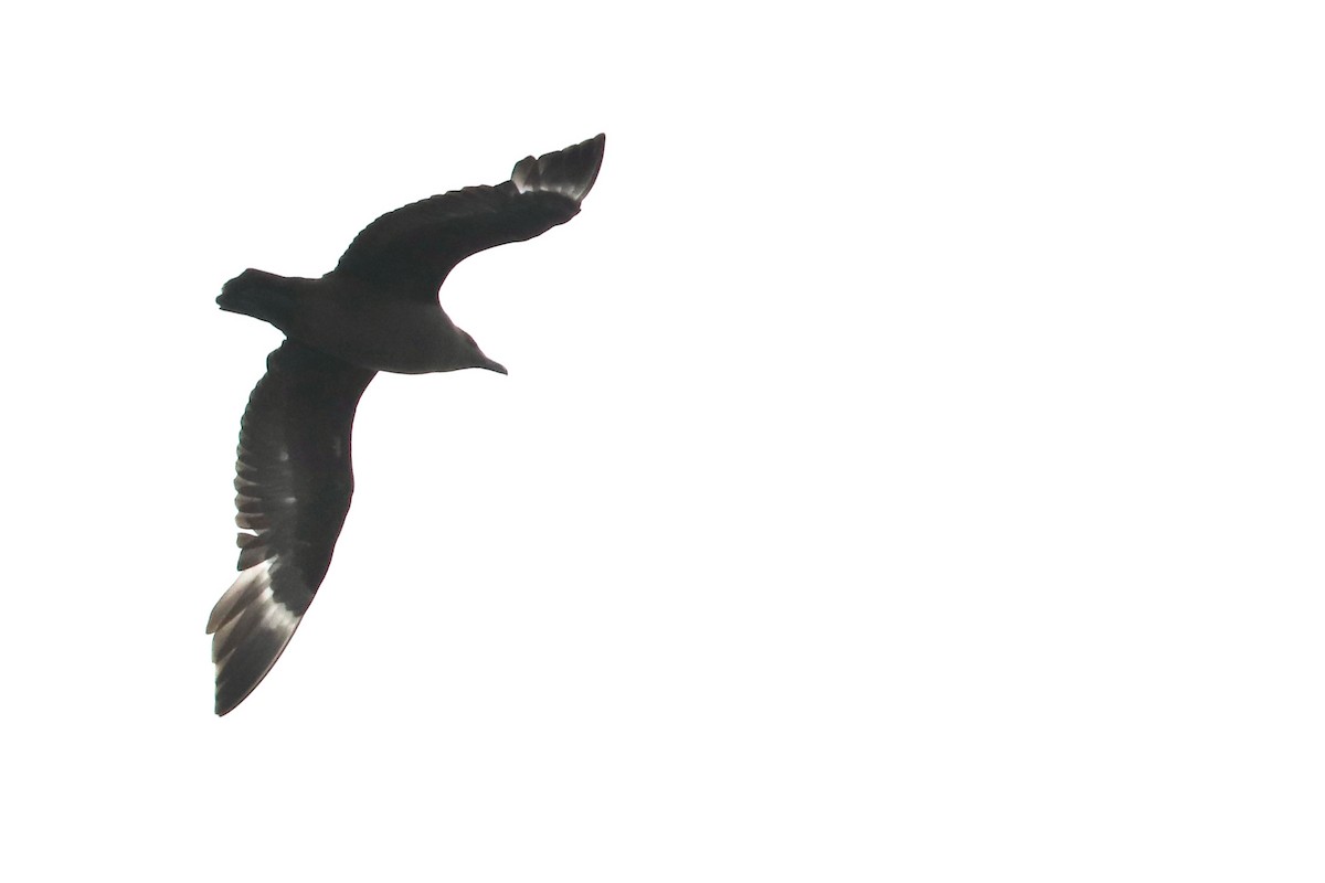 South Polar Skua - ML352692201