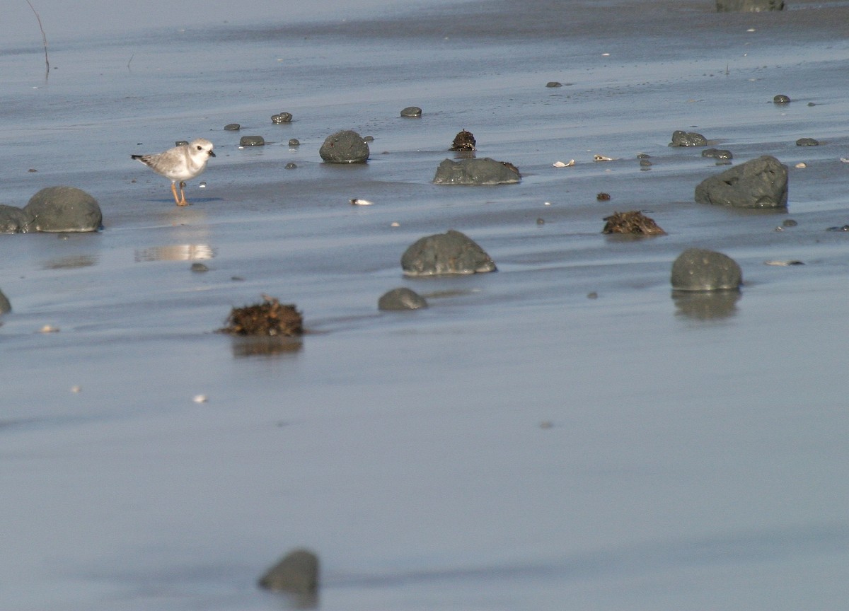 Piping Plover - Pierre Howard