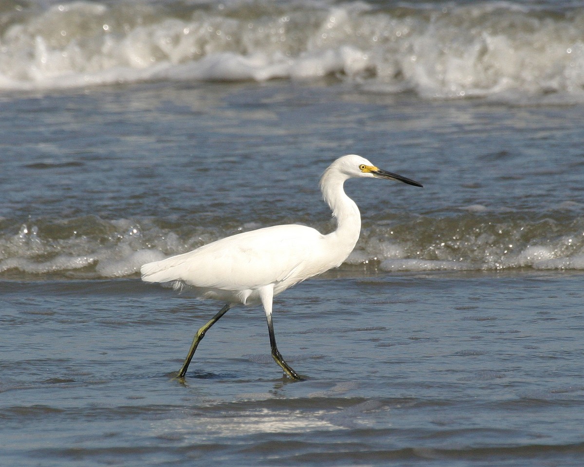 Snowy Egret - ML352694211