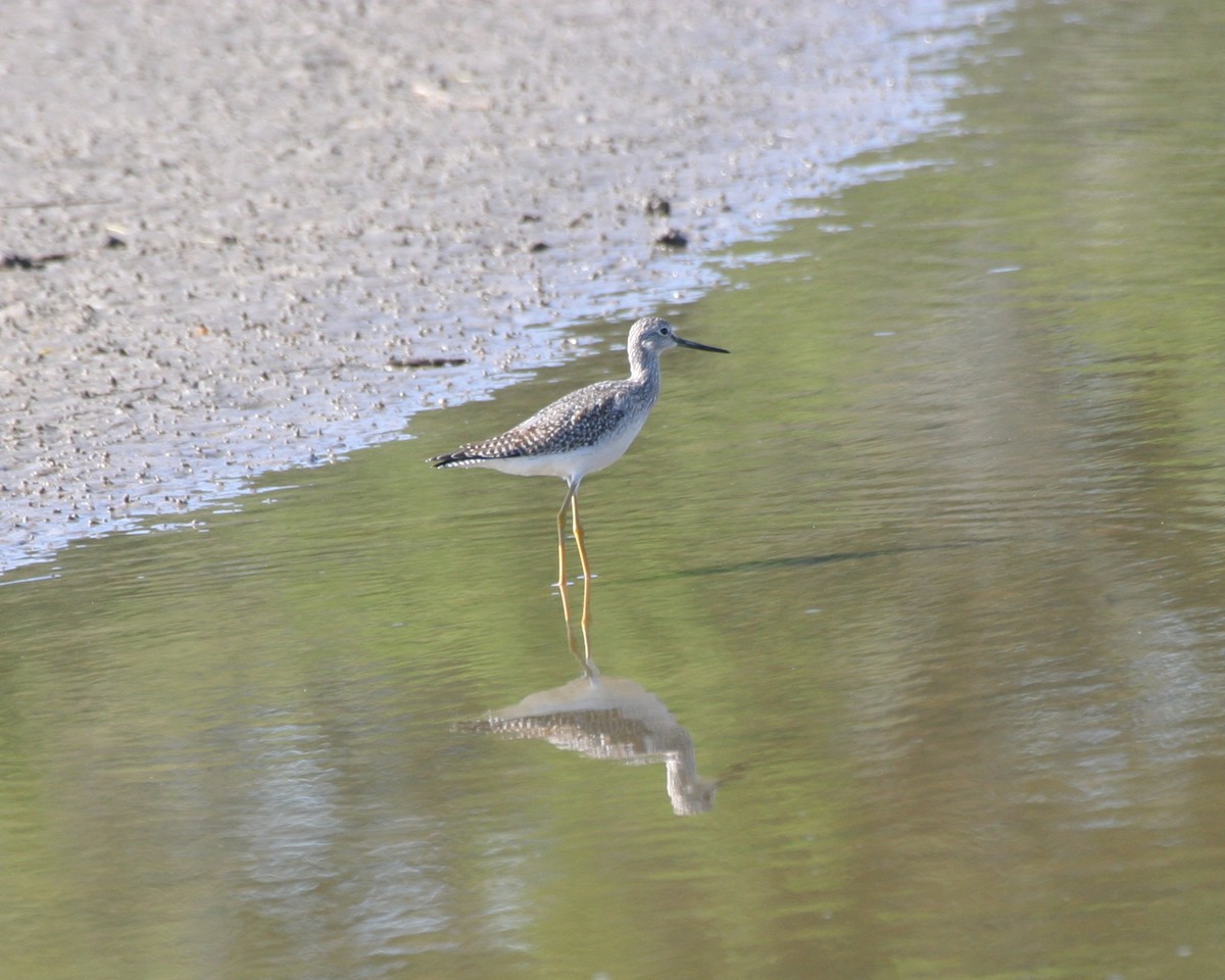 Greater Yellowlegs - ML352694261