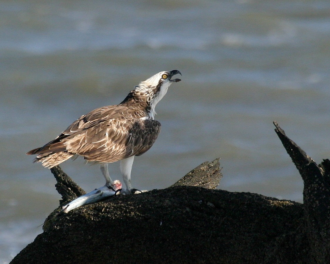 Balbuzard pêcheur (carolinensis) - ML352694331