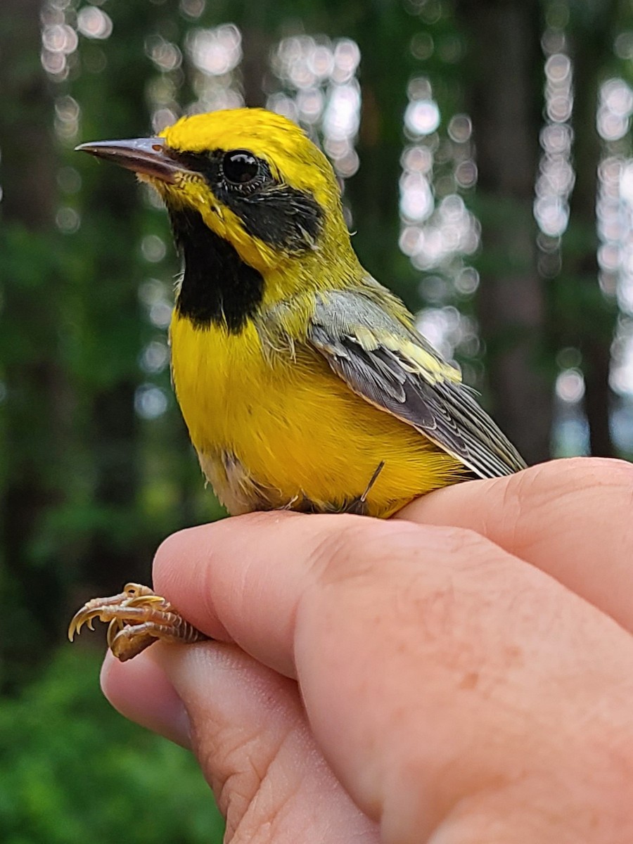 Lawrence's Warbler (hybrid) - Tom Kerr