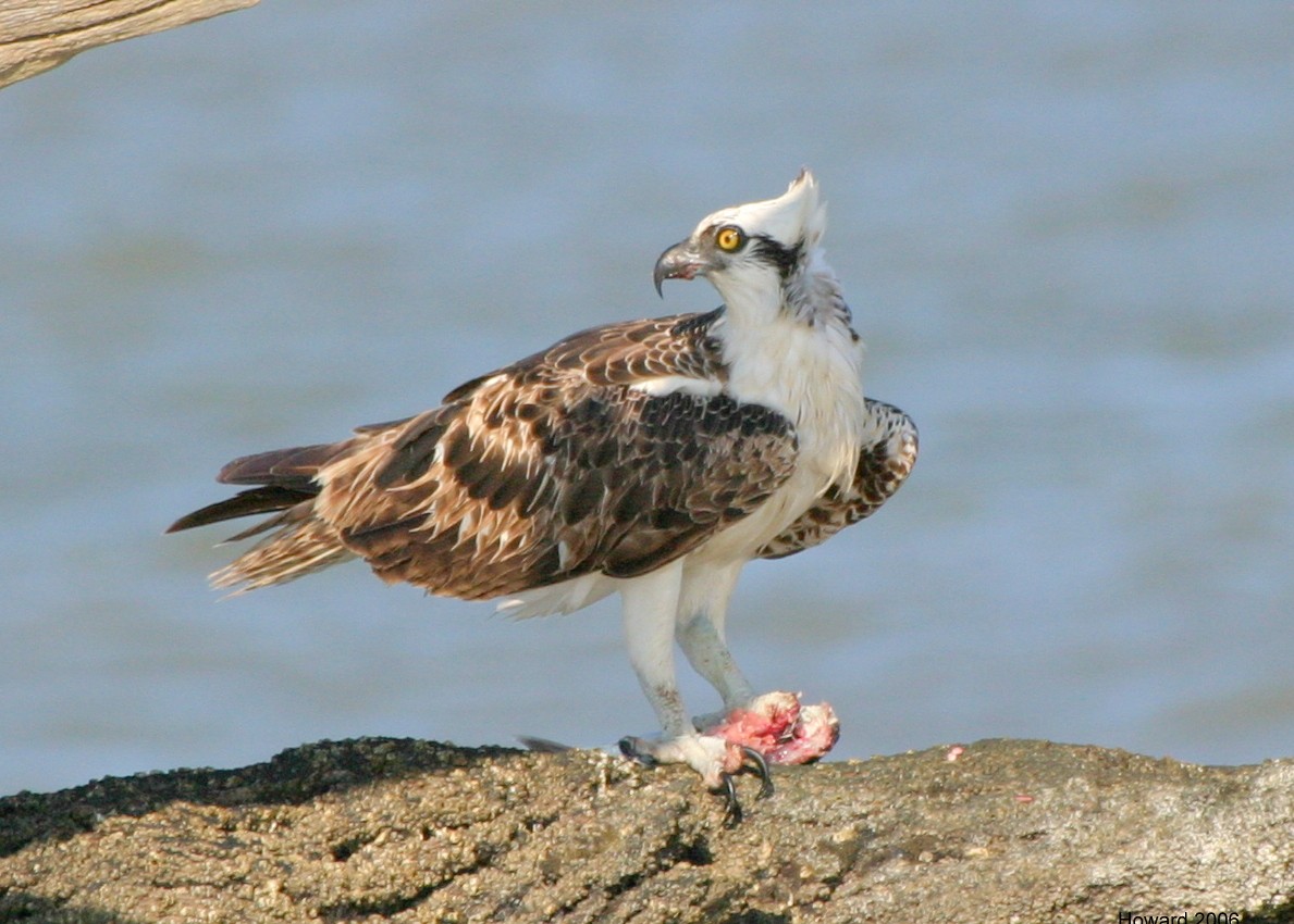 Águila Pescadora (carolinensis) - ML352694461