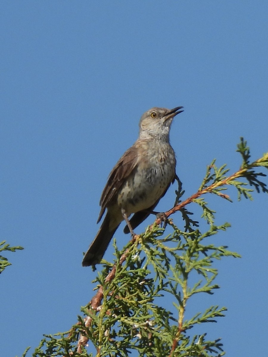 Sage Thrasher - ML352695101