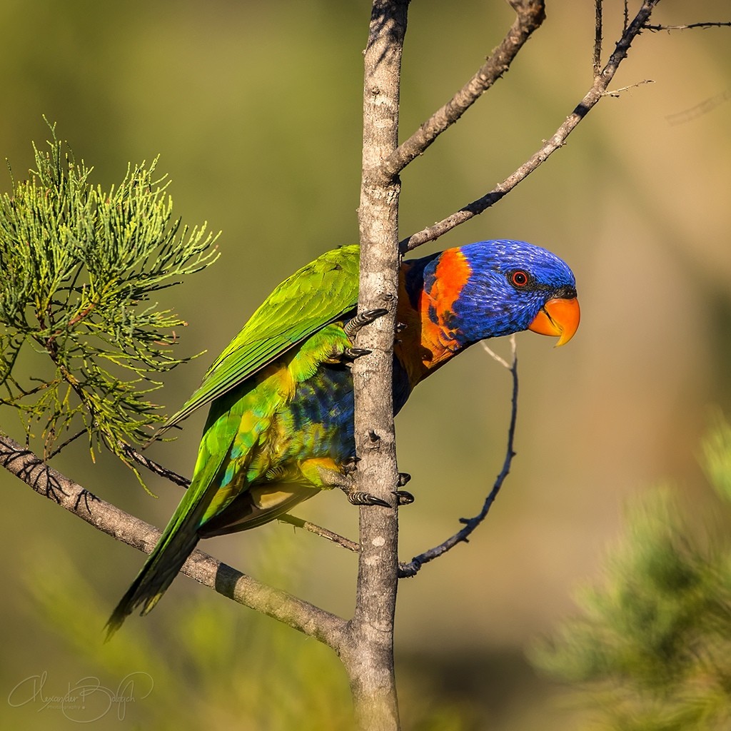 Red-collared Lorikeet - ML352695171