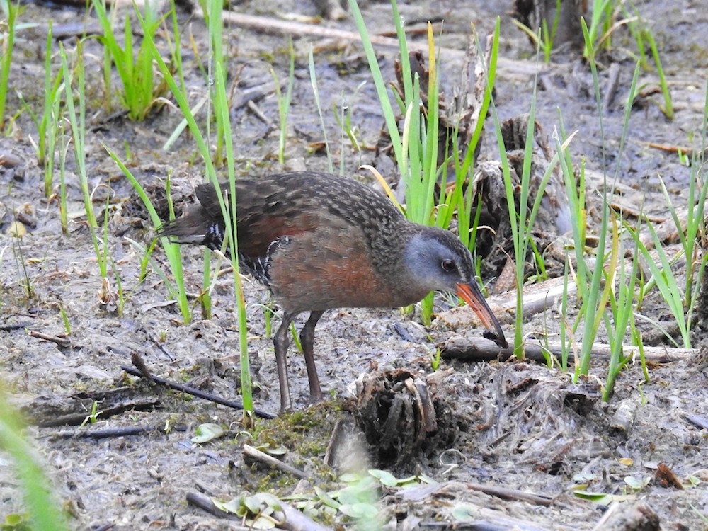 Virginia Rail - ML352695671