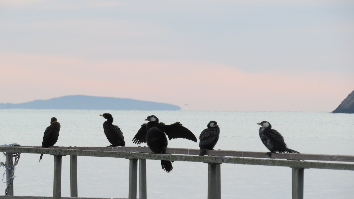 Little Pied Cormorant - ML352696871
