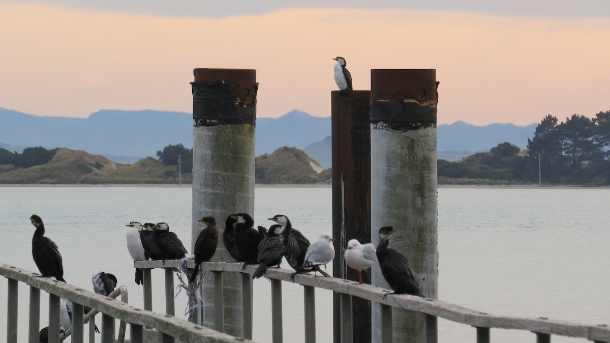 Little Pied Cormorant - ML352696891