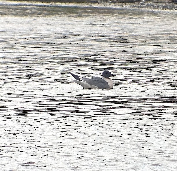 Franklin's Gull - ML35269831