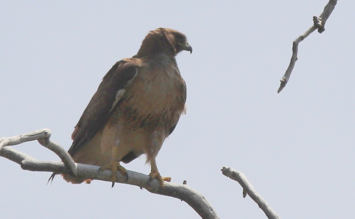 Red-tailed Hawk - Gary Leavens
