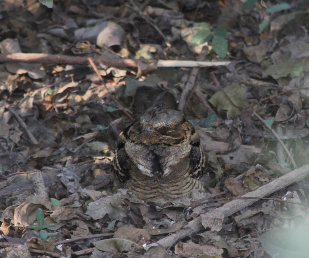 Large-tailed Nightjar - ML352703791