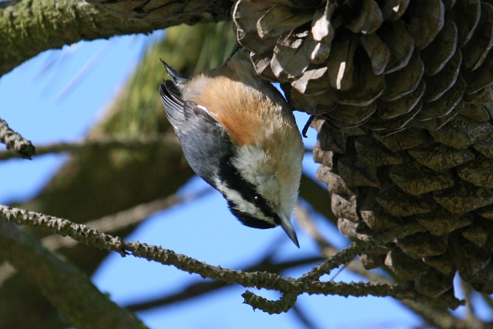 Red-breasted Nuthatch - ML35270651