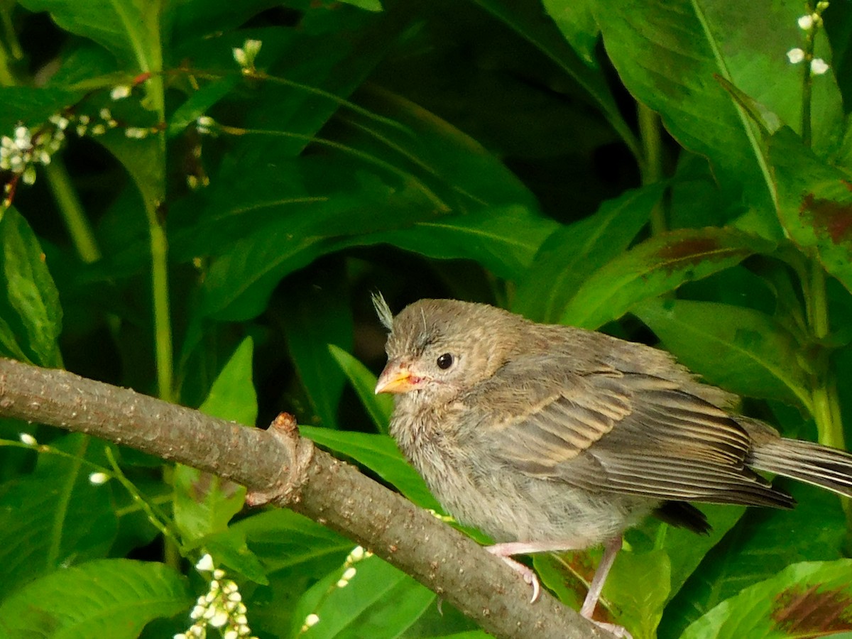 House Finch - ML352706611