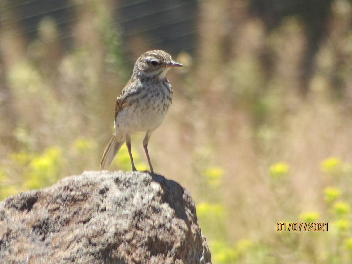 Berthelot's Pipit - ML352707631