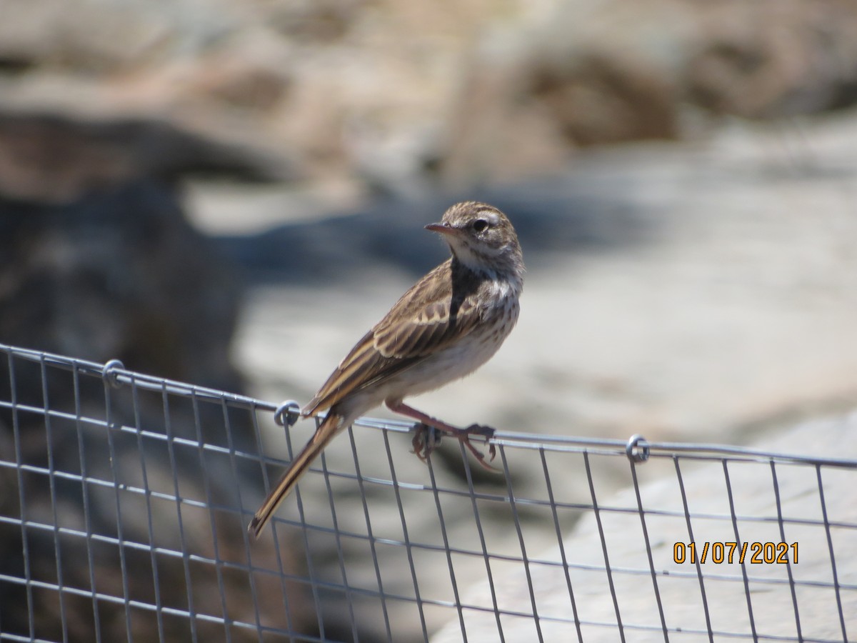 Berthelot's Pipit - ML352707681