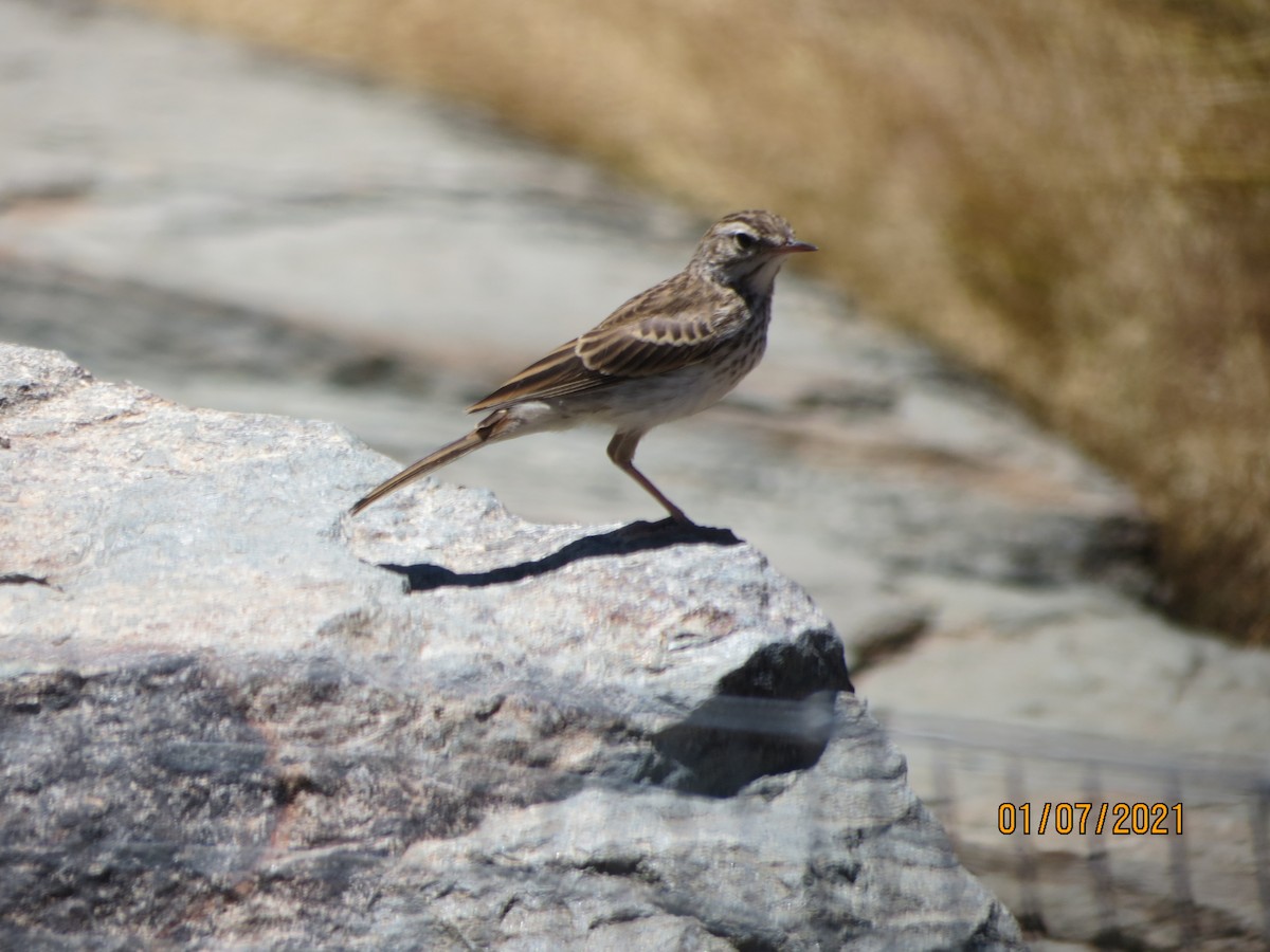 Berthelot's Pipit - ML352707711
