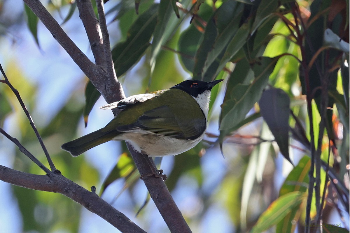 White-naped Honeyeater - ML352709101